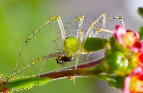 Spider India