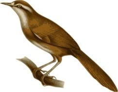 painted brown bird with a long tail