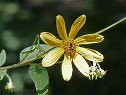 Wild Sunflower