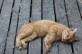 ginger cat sleeping on the wooden floor