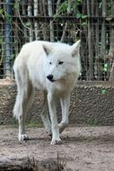 white wolf in a zoo in Berlin