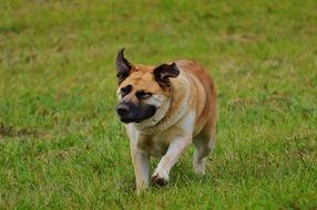 running dog on green grass