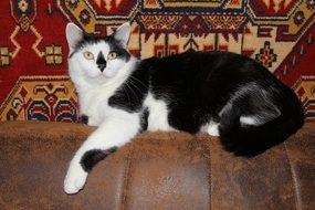 black and white domestic cat lies on a leather sofa