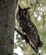 eared owl on a branch close up