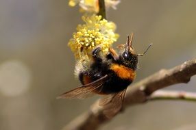 Hummel Bombus