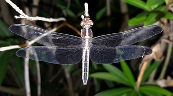 dragonfly with transparent wings at night