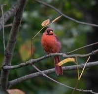 red cardinal bird