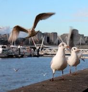 seagulls at Thames river in view of city, uk, england, London