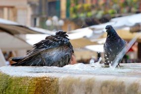 pigeons in the fountain among rome