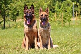 cute lovely two Dogs