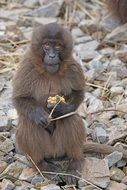 primate eats on the rocks