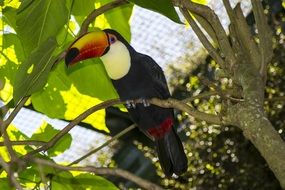 Tropical bird in the zoo