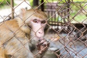 brown monkey in a cage close-up on a blurred background