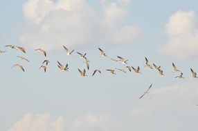 bird herd in the sky