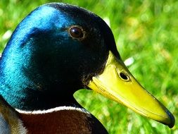 duck on a background of green grass