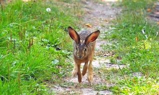 wild hare on a sunny day among nature