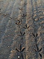 bird tracks on the ground