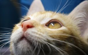 portrait of a tiger cat face