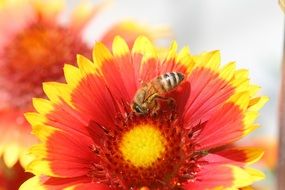 Insect at Flower