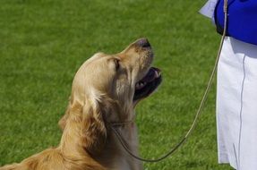 golden retriever on a leash on a green lawn