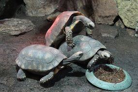 turtles copulate