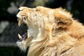 yawning lion in the zoo