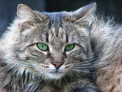 Cat Cat Look Cat'S Eyes
