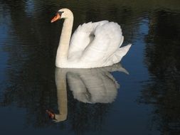 pride elegant swan on the lake