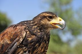 wild golden eagle with a yellow beak