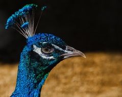 cute beautiful Peacock