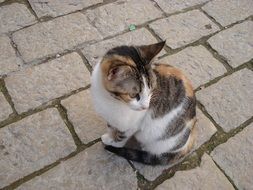 cute domestic kitten