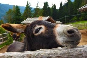 donkey on the farm