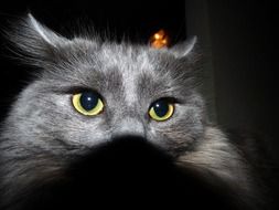 grey Cat with yellow eyes