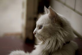 white fluffy cat in profile