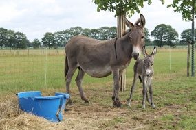 domestic donkey with foal on a farm