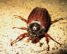 big red beetle with long legs