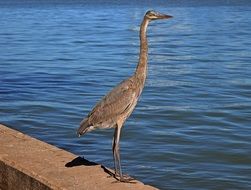 standing heron