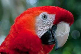 portrait of Roso Parrot bird