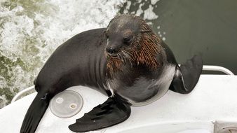 black Seal Nature Sea Animal Beach