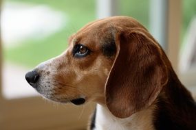 incredibly beautiful Beagle Dog close-up