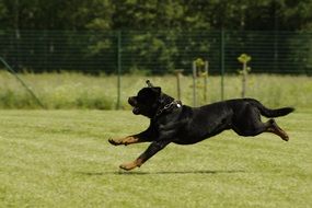 rottweiler runs through a green meadow