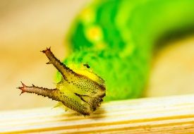 long green caterpillar close up on blurred background