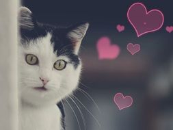 cute cat and image of hearts