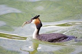 Great Crested Grebe Fish Lake