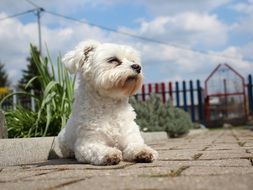 White small Maltese dog in the backyard on a sunny day