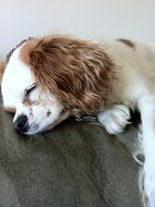 sleeping cavalier king charles spaniel