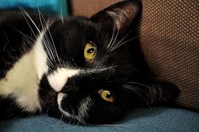 portrait of a sweet black and white cat