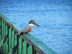 Kingfisher bird on wooden railing