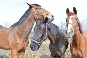 wild horses on the field