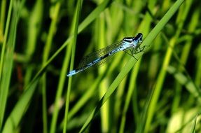 blue dragonfly on green leaves of grass